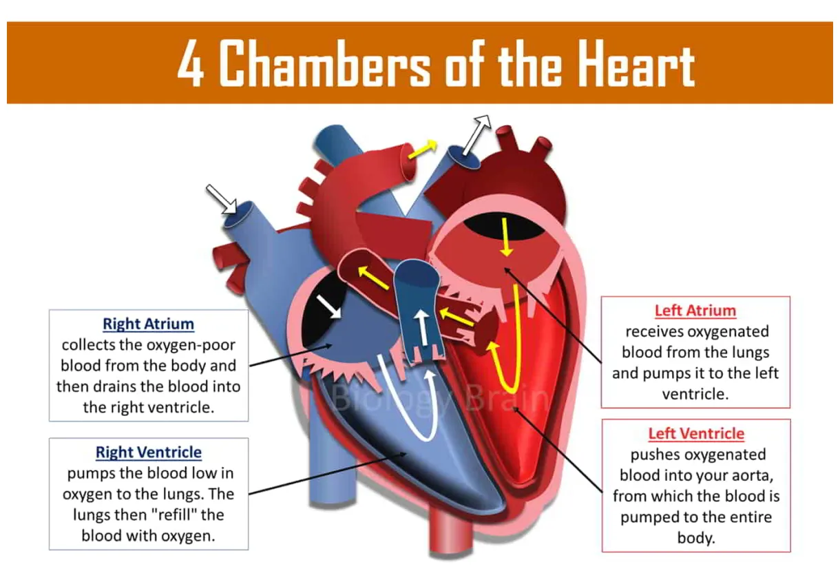 How many chambers does the heart have? what are they called? biology