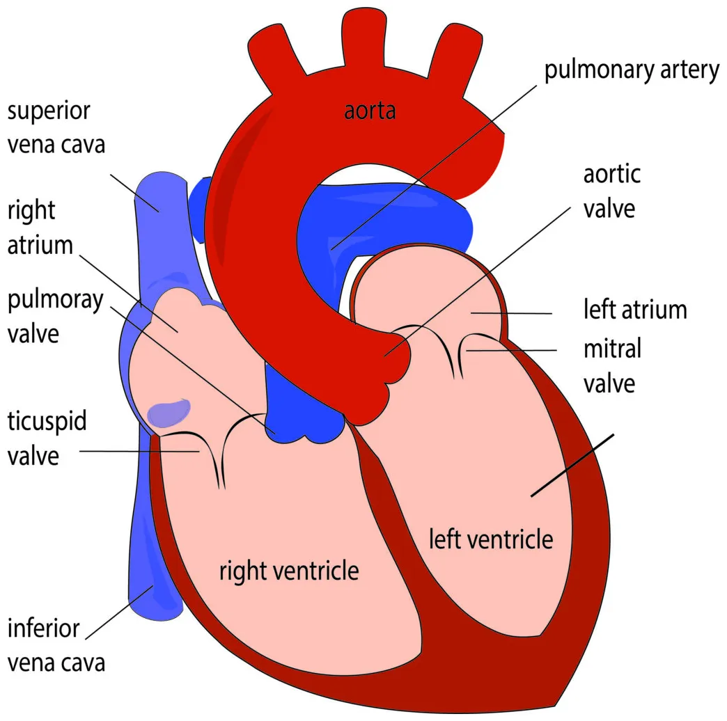 Heart diagram