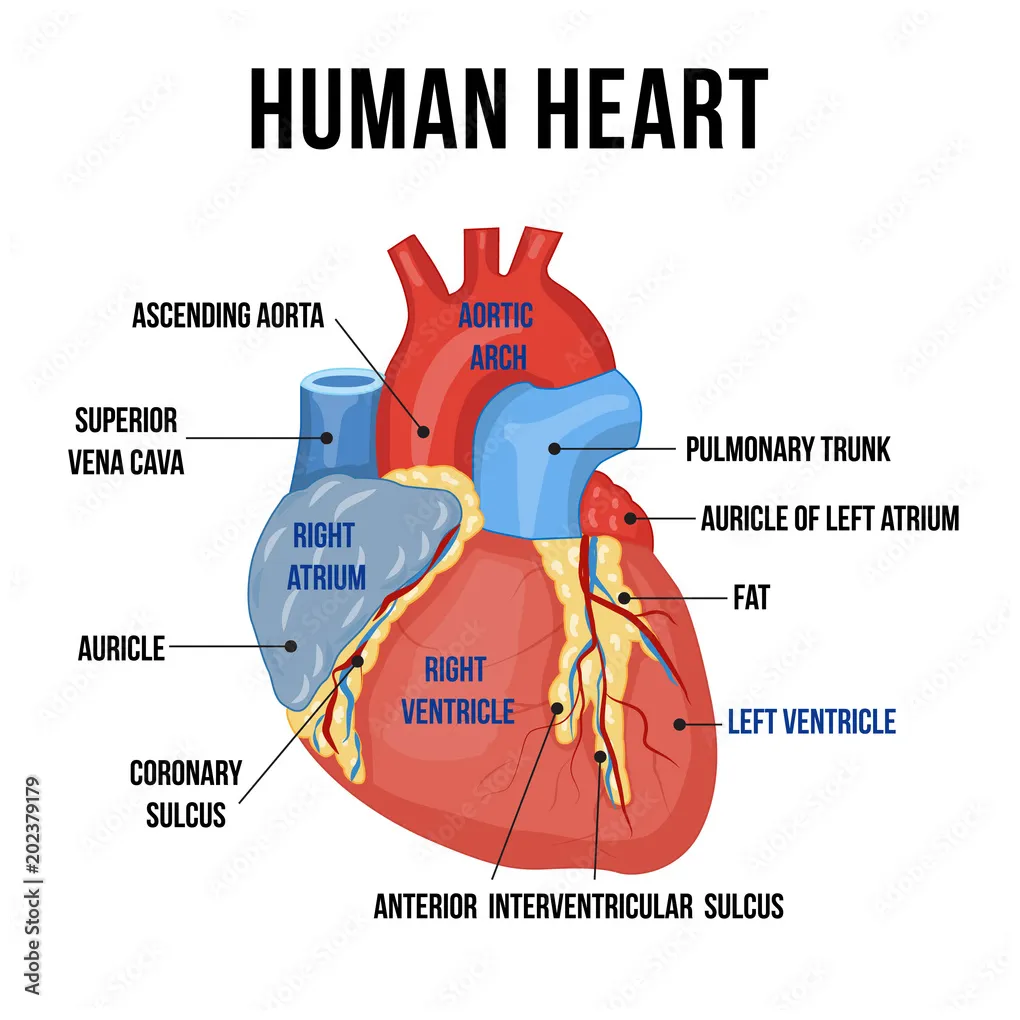 Parts of the human heart