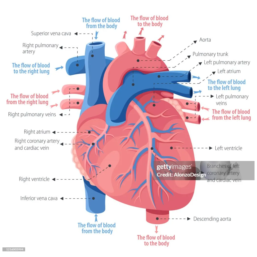 Human heart anatomy high-res vector graphic getty s
