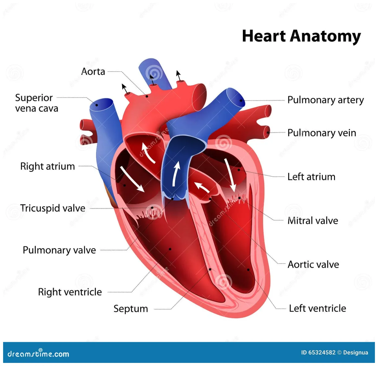 Heart anatomy infograpics cartoon vector cartoondealer #227758593