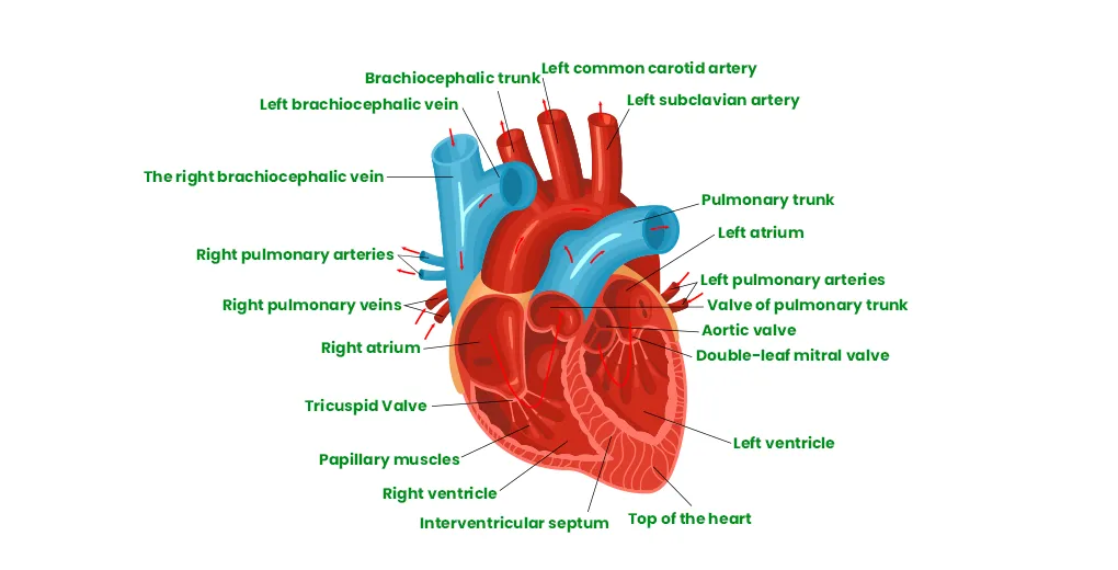 Anatomy and functions of heart's electrical system geeksforgeeks