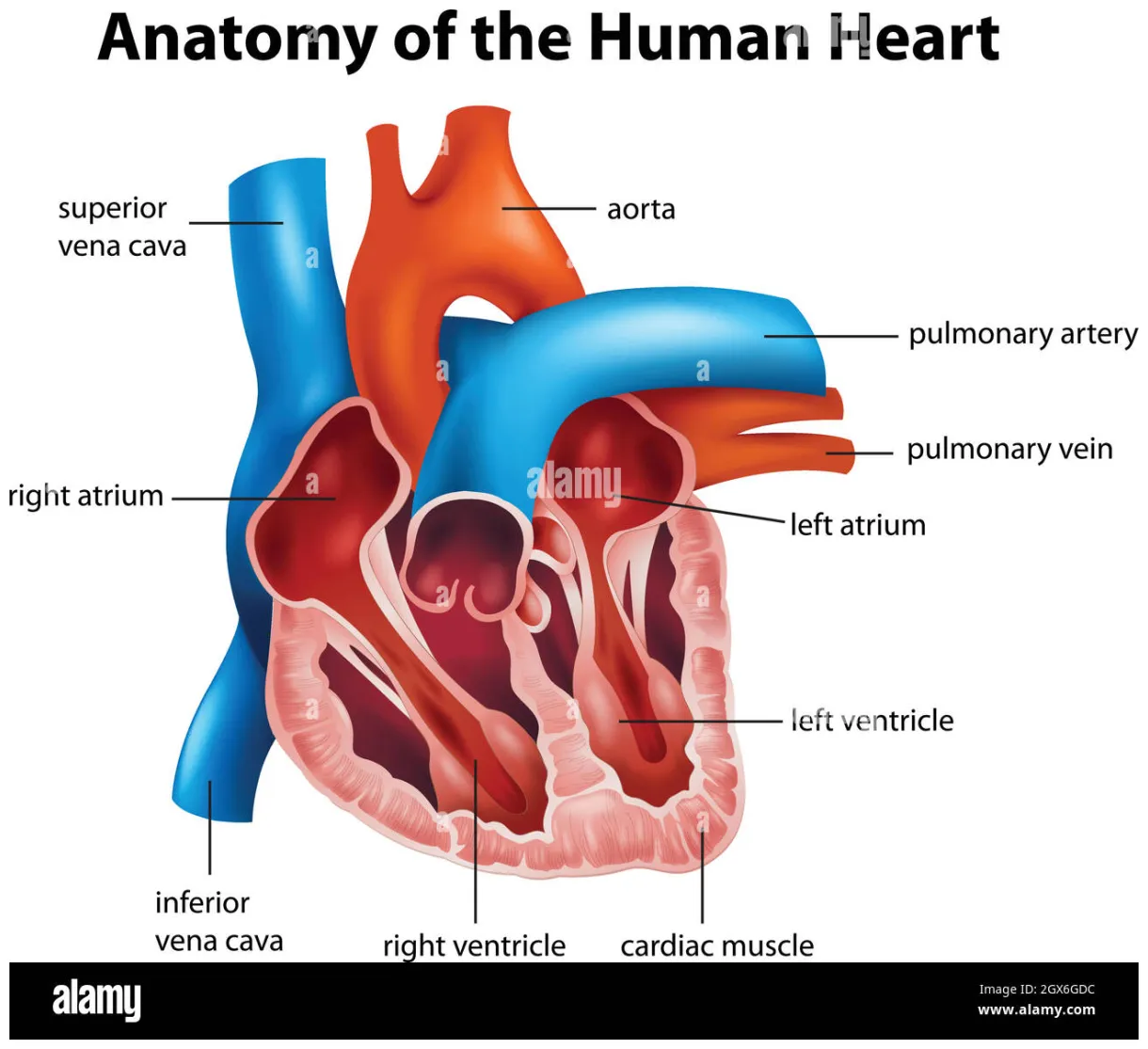 Human heart anatomy stock vector & art alamy