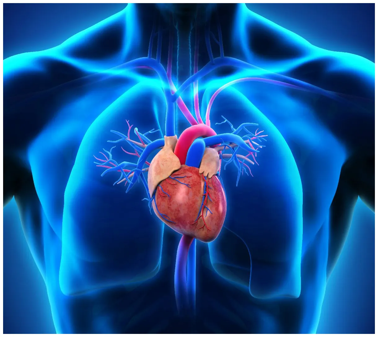 Human heart s top free human heart s access