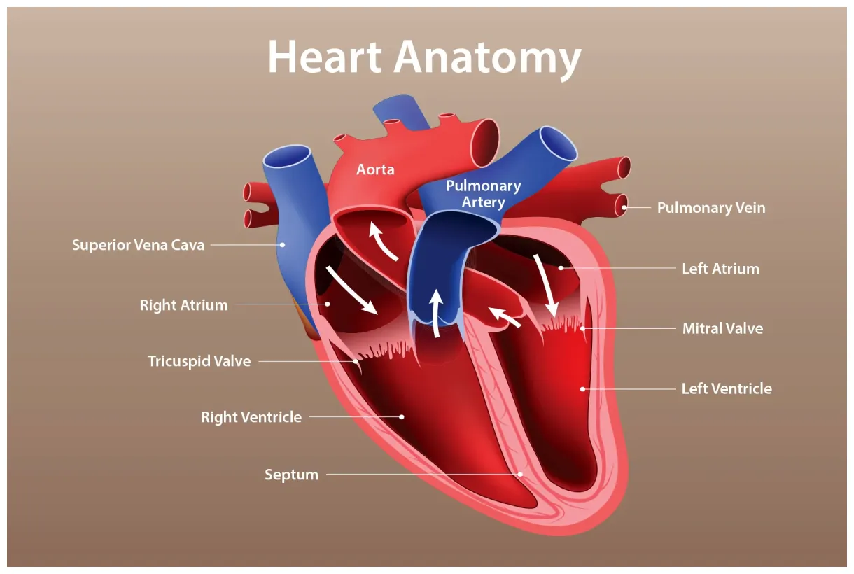 Heart anatomy, function, and blood circulation