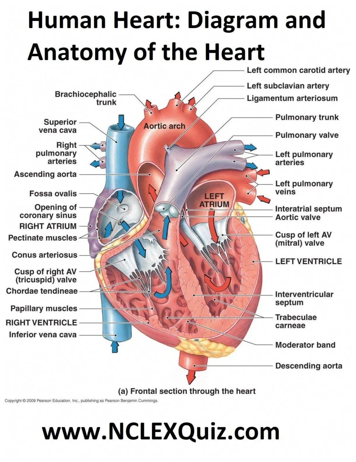Easy to understand heart diagram and functions the human hea