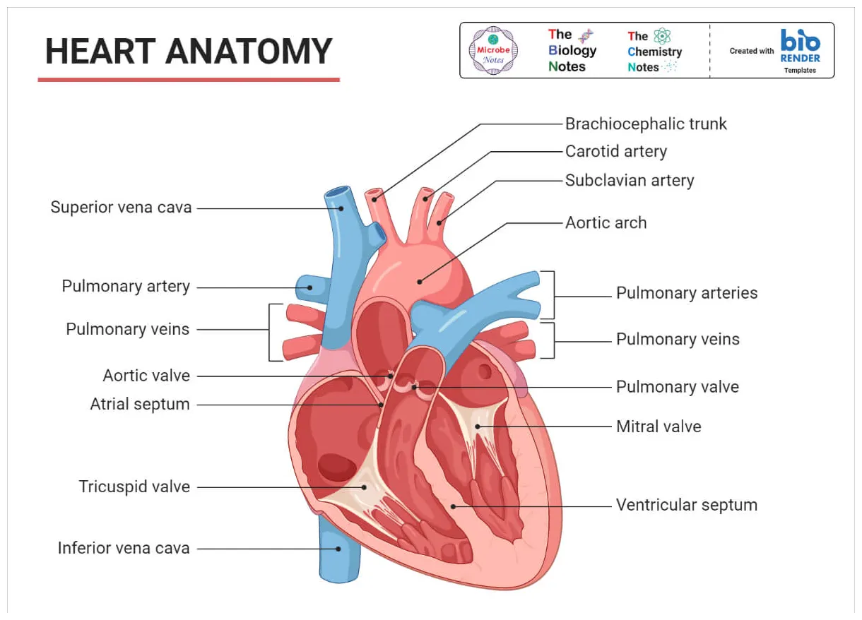 Human cardiovascular system- organs, functions, diseases printable coloring page