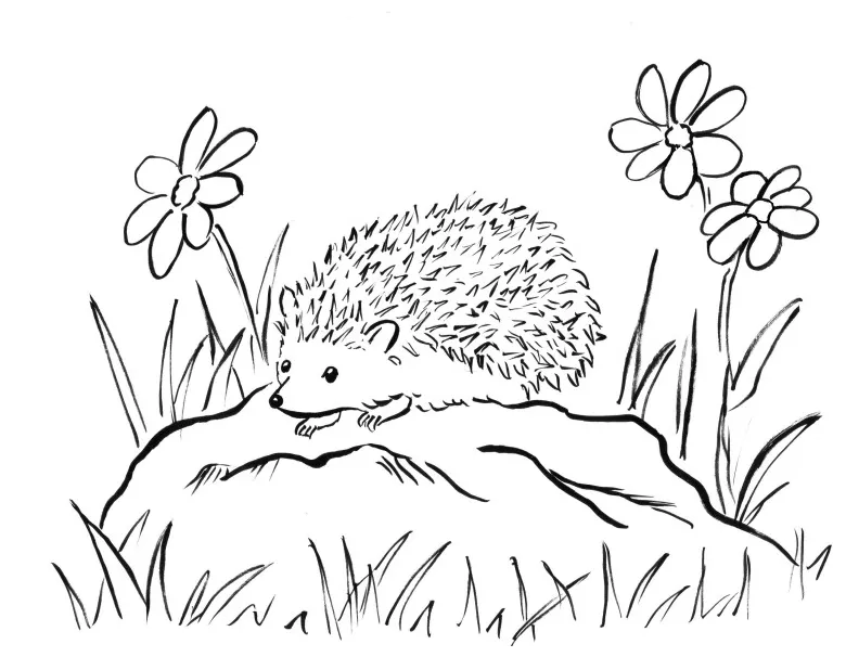 Hedgehog coloring page art starts