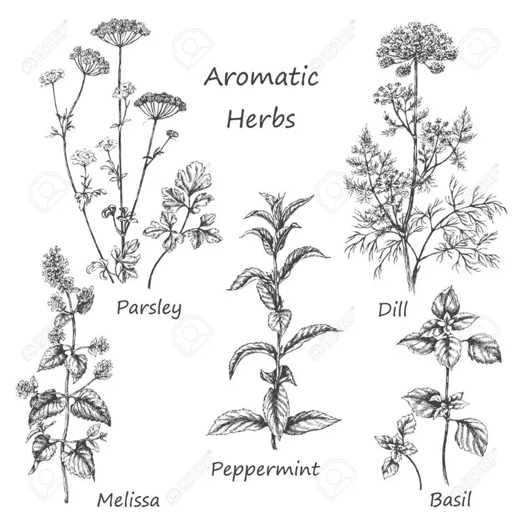 Free printable herb coloring pages coloring pages