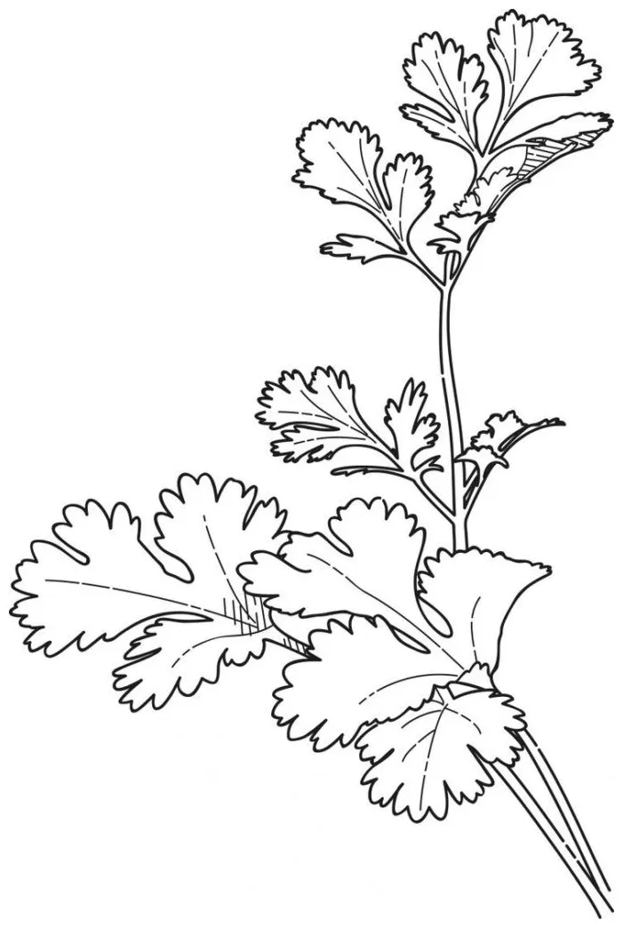 The best free herb coloring page s. download from 23 free coloring