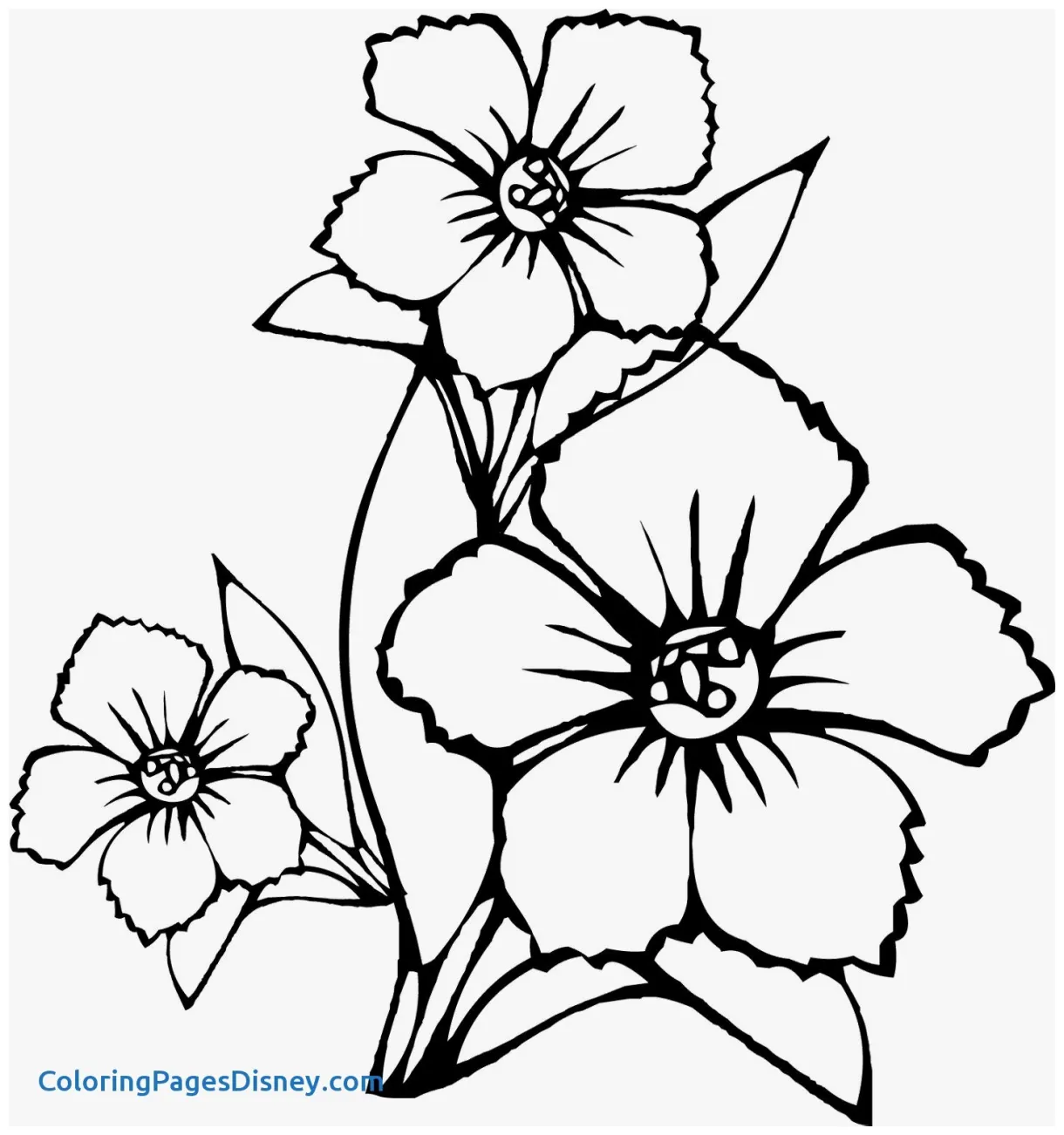 Herb coloring pages at getcolorings free printable colorings