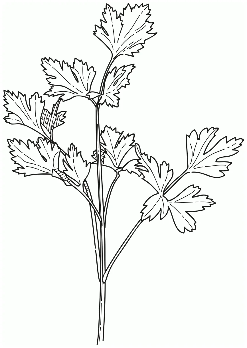 Herb Coloring Pages Coloring Pages