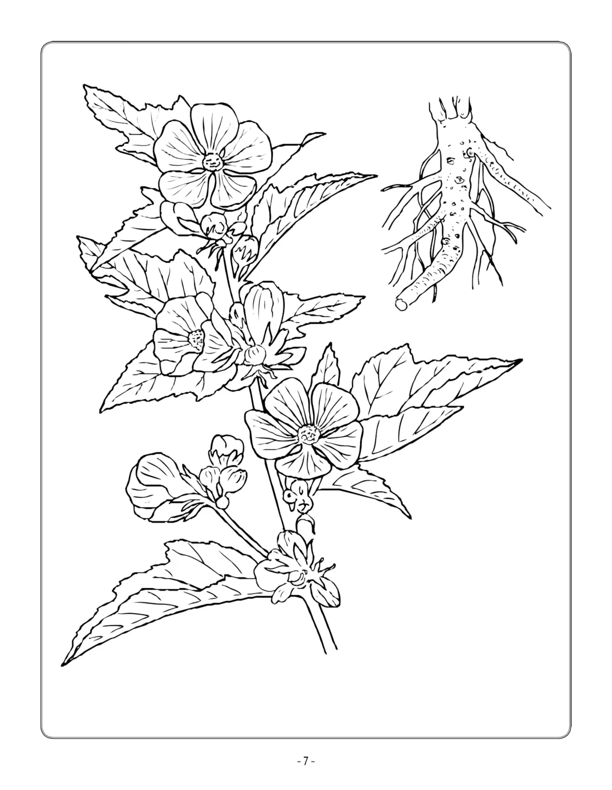 Herb coloring book made by teachers