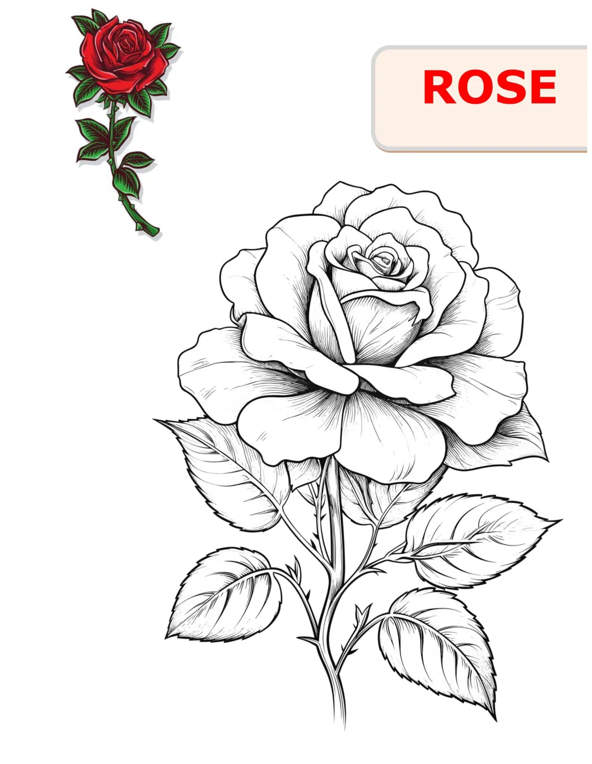 Herb coloring book made by teachers