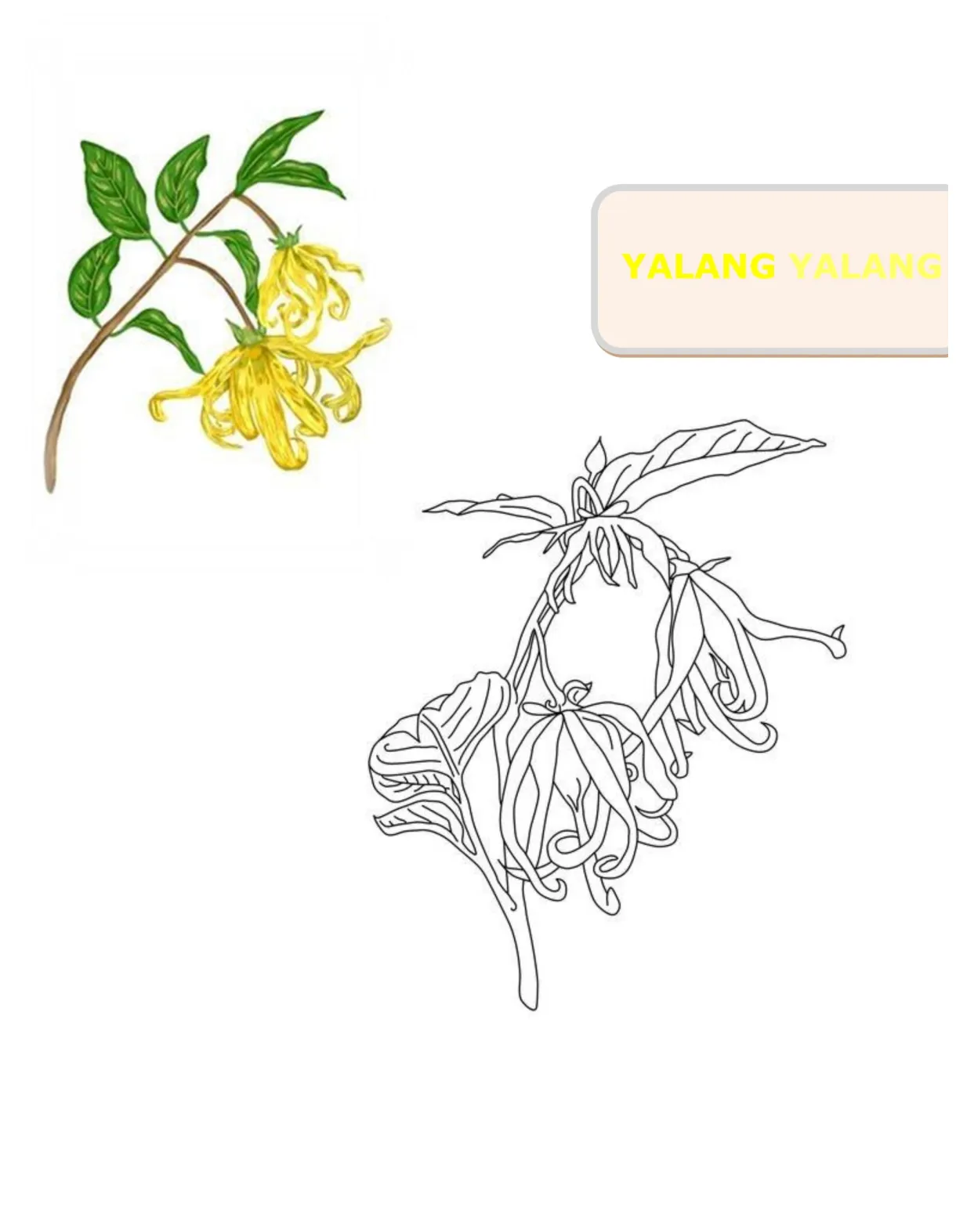 Herb coloring book made by teachers