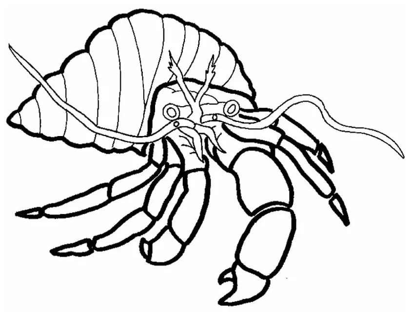 Hermit crab coloring page