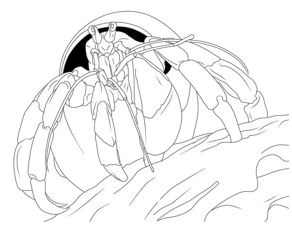 Hermit crab coloring page