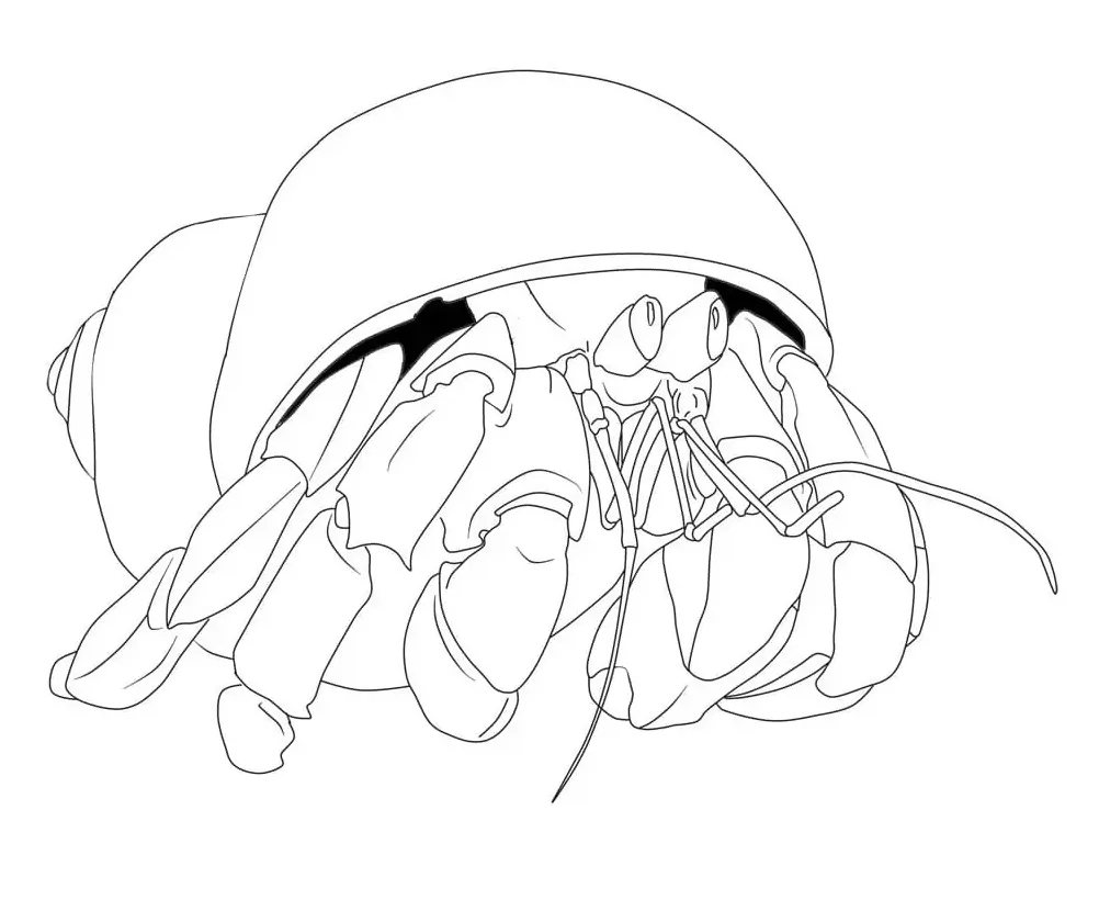 Hermit crab coloring page