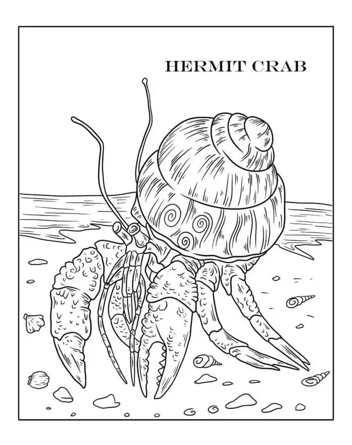 Hermit crab coloring page