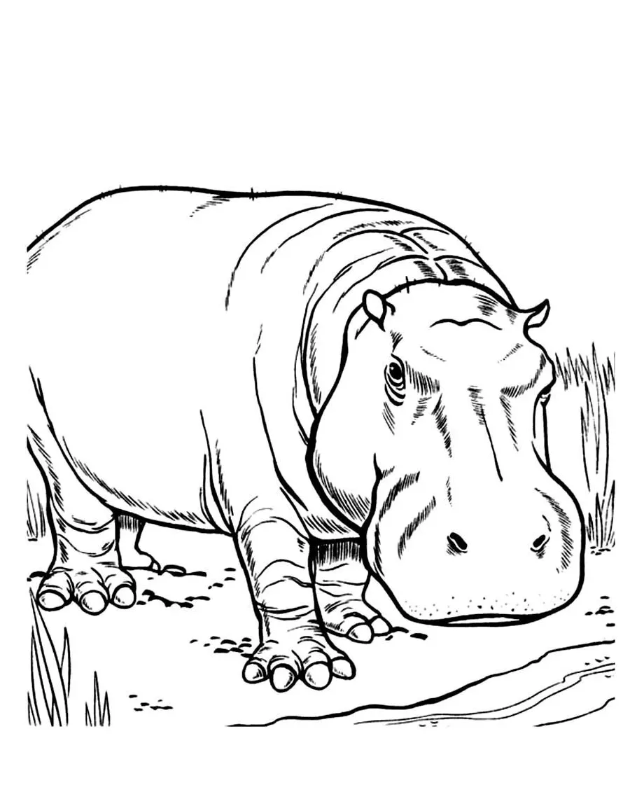Hippopotamus Coloring Pages at GetColorings.com | Free printable