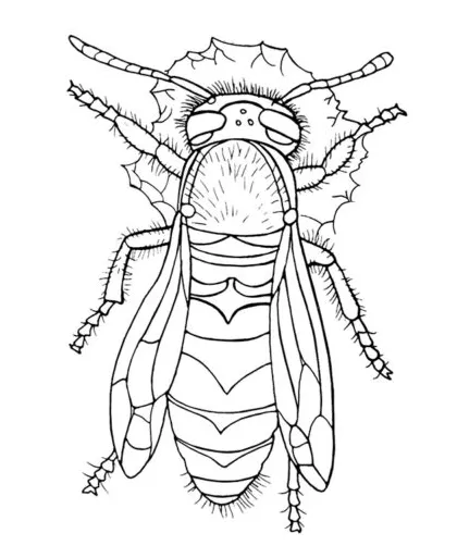 Hornet coloring page flying insect
