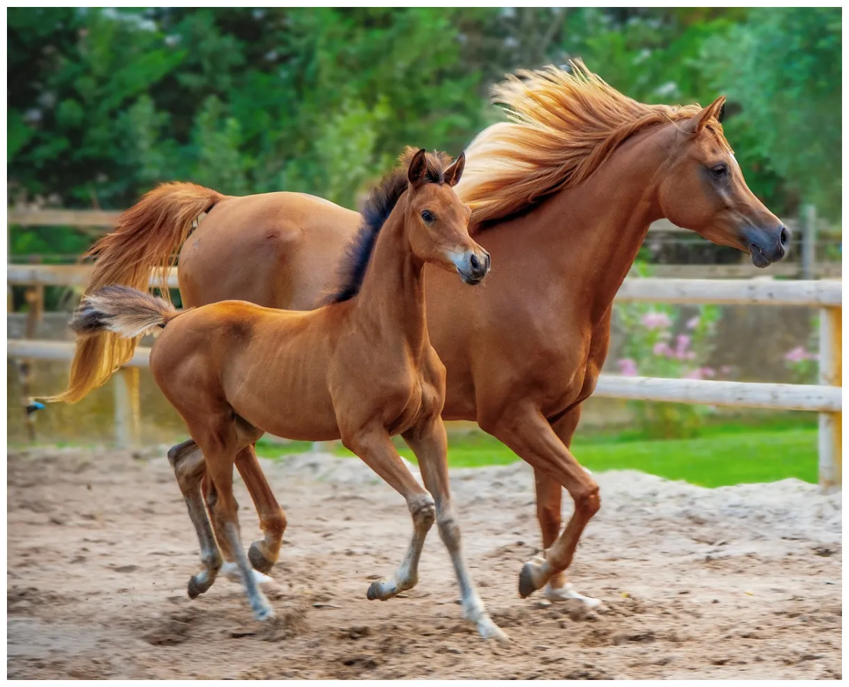 40,000+ free horse-themed toys & horse s pixabay