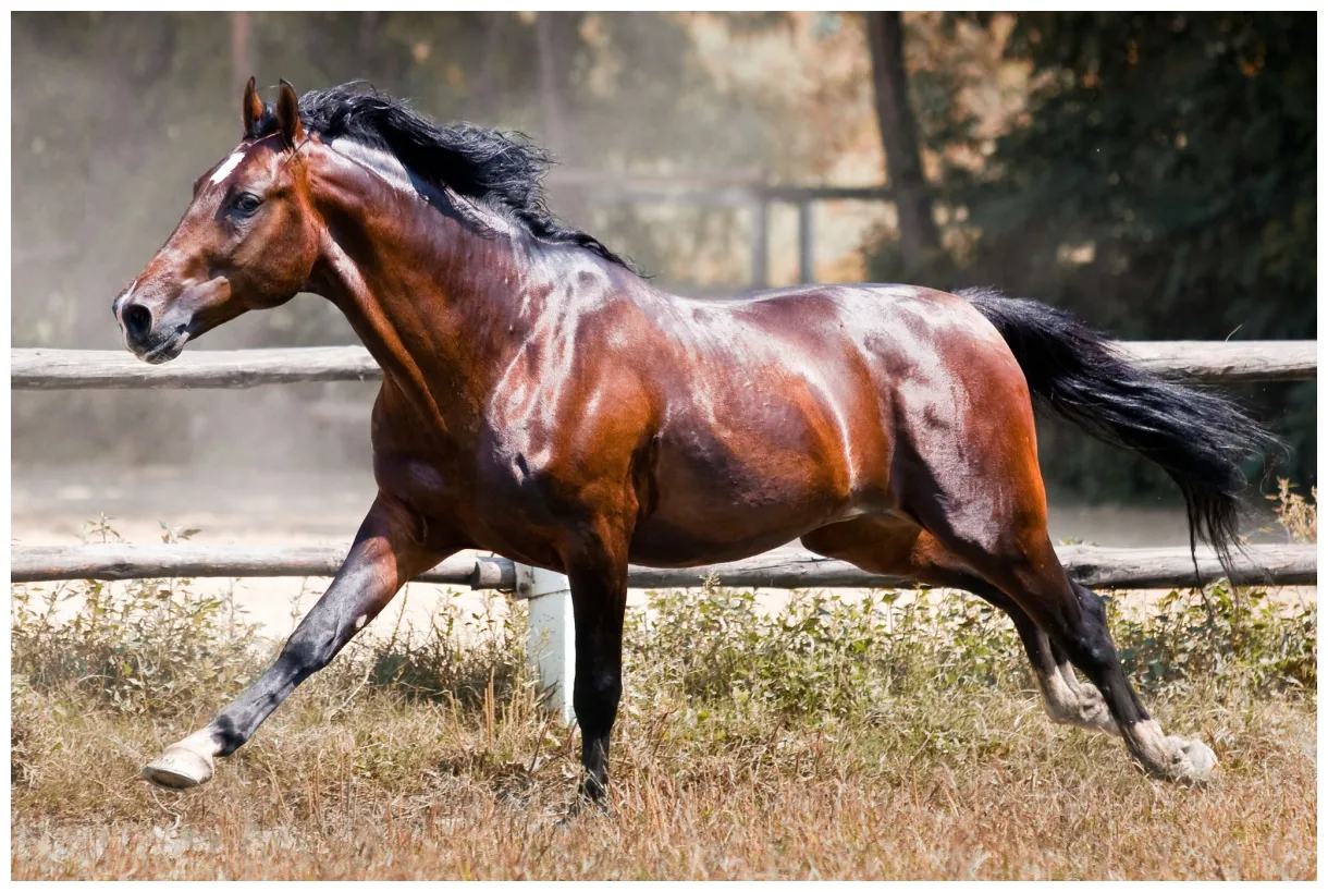 Speed demon what running a horse really means horse rookie