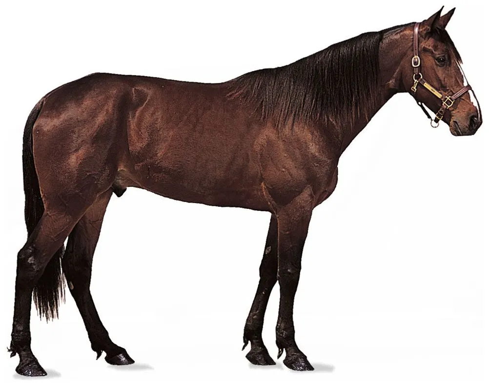 Horse definition, breeds, pictures, evolution, & facts britannica printable coloring page