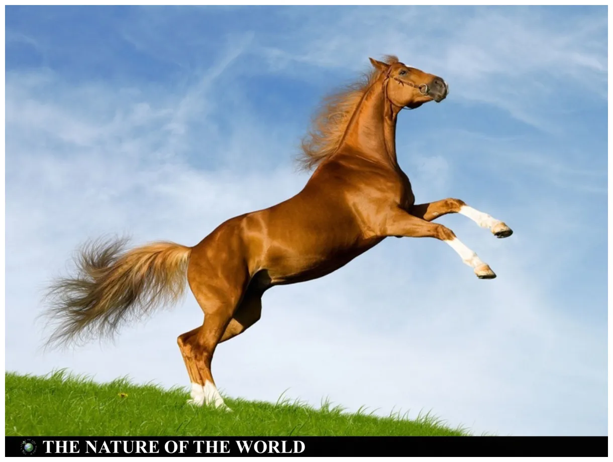 Horse the nature of the world