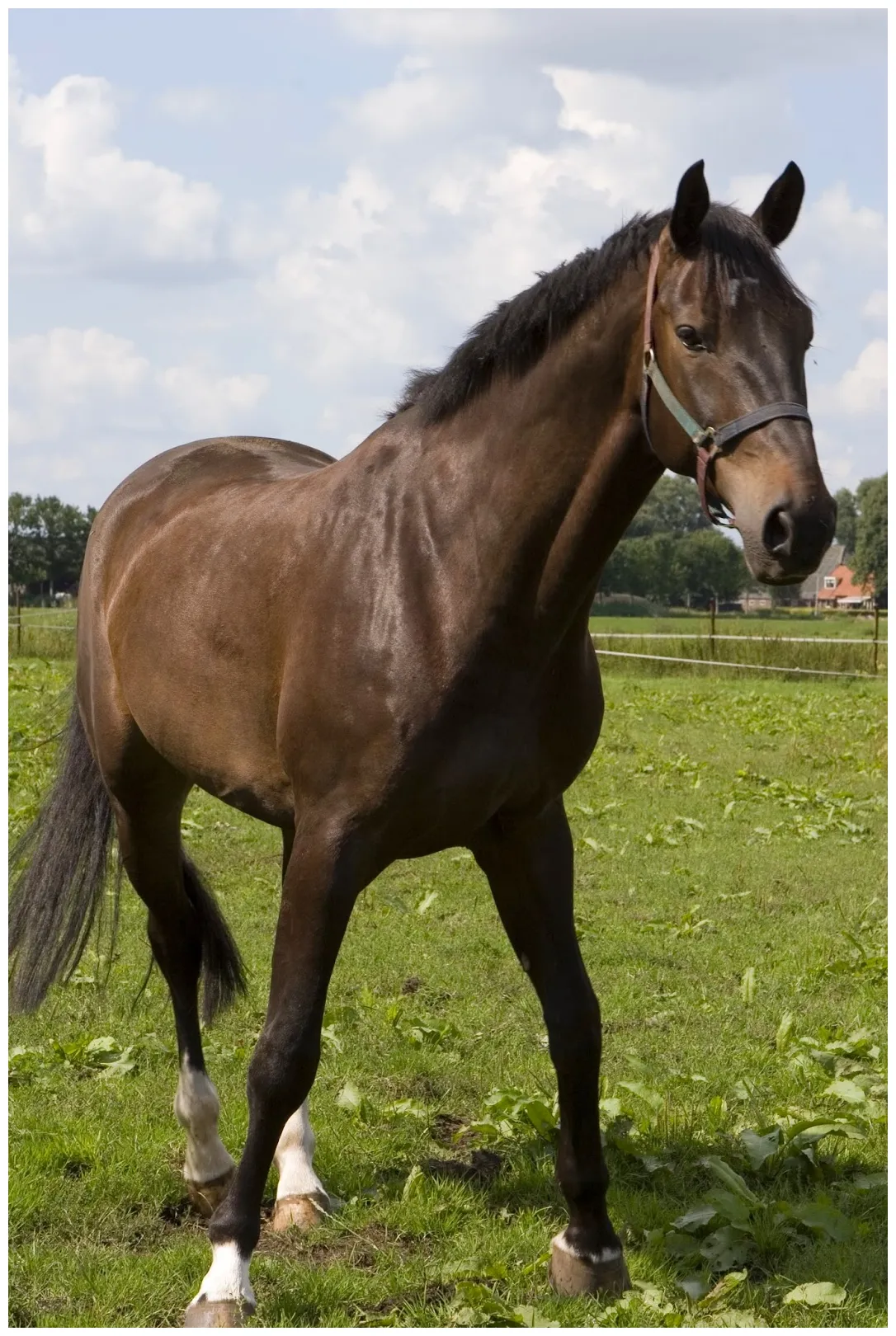 Horsing around in the year of the horse malaysia’s christian news website