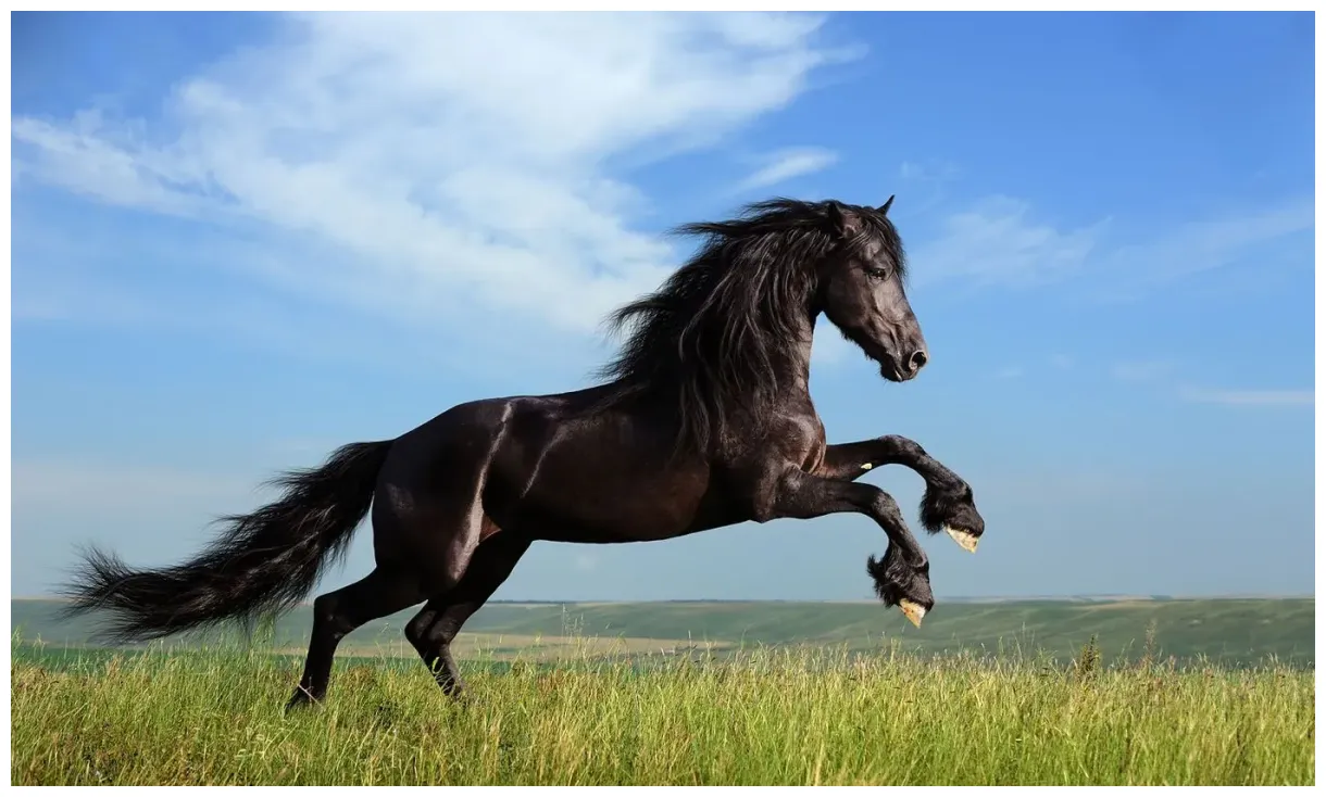 Veterinarian in labelle, fl shewmaker animal hospital