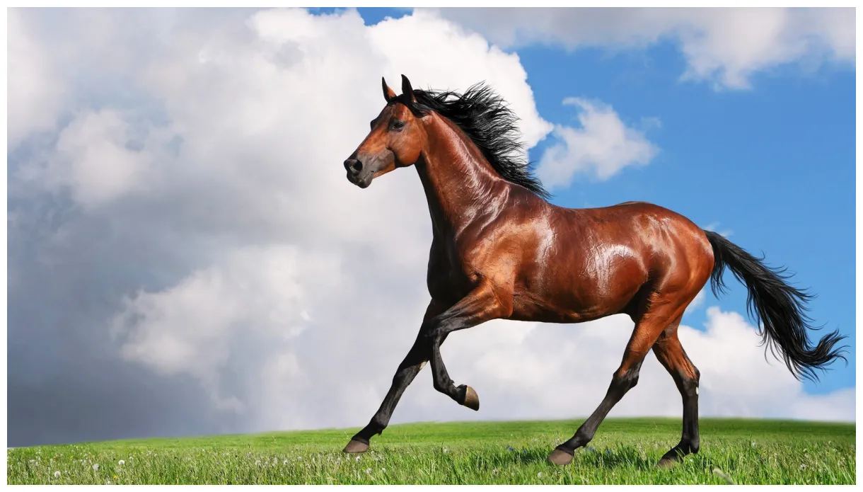 10 most interesting horse facts enkivillage
