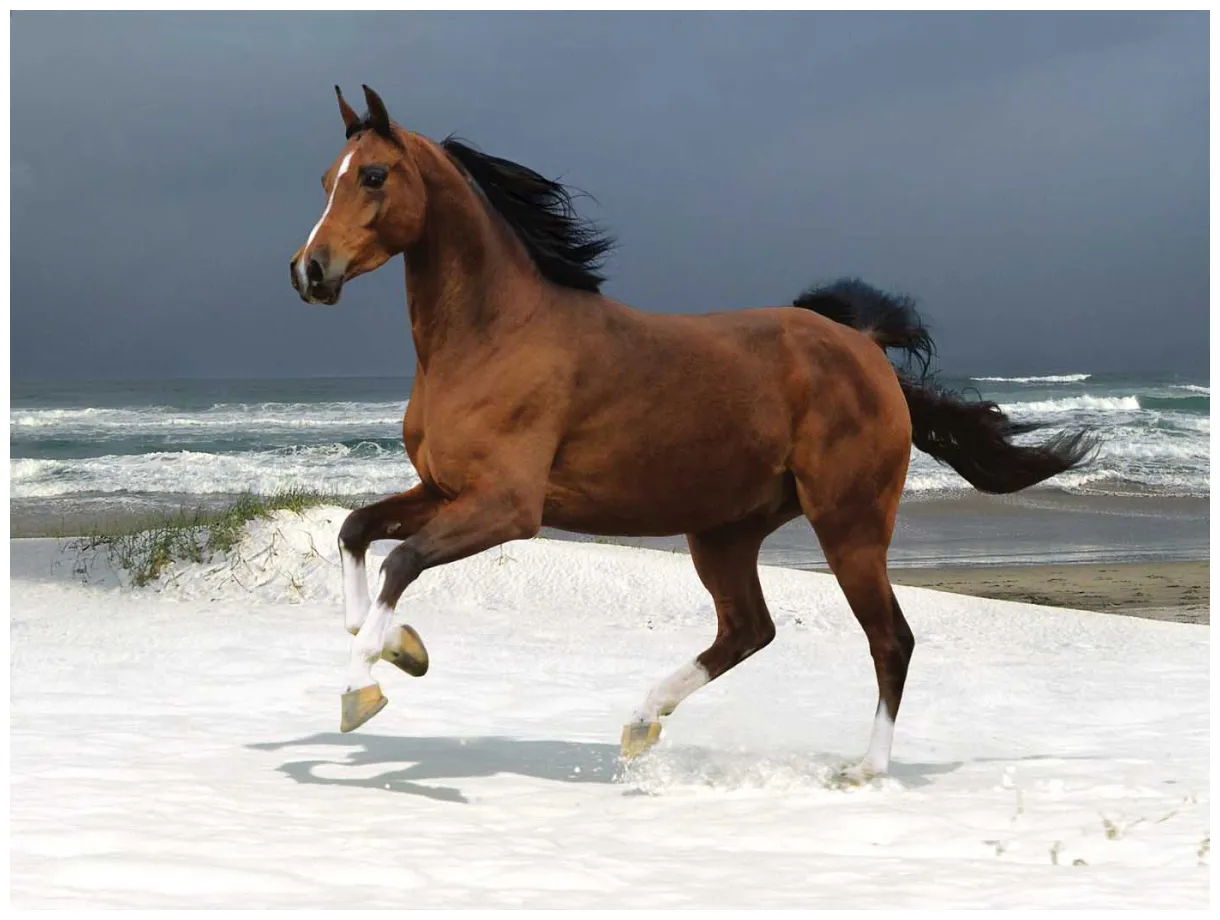 A horse on the beach