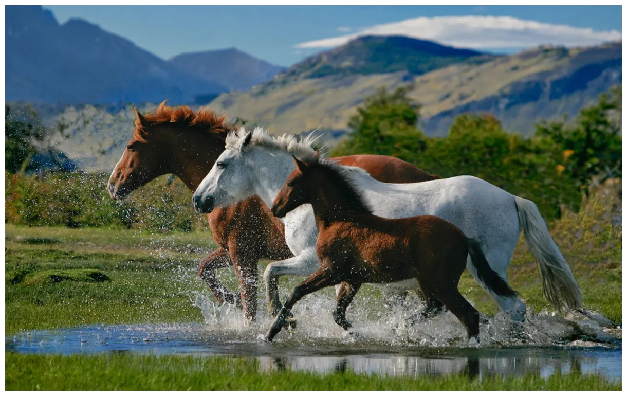 Loving horses s entertainment only