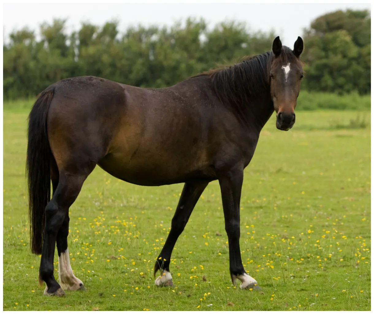 Horse free public domain pictures