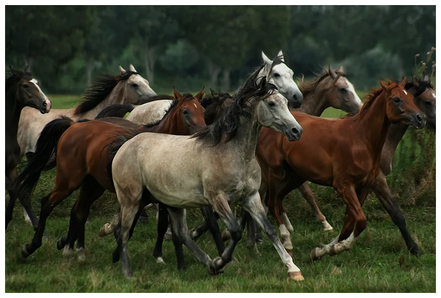 Knowledge era stunning facts about horses!