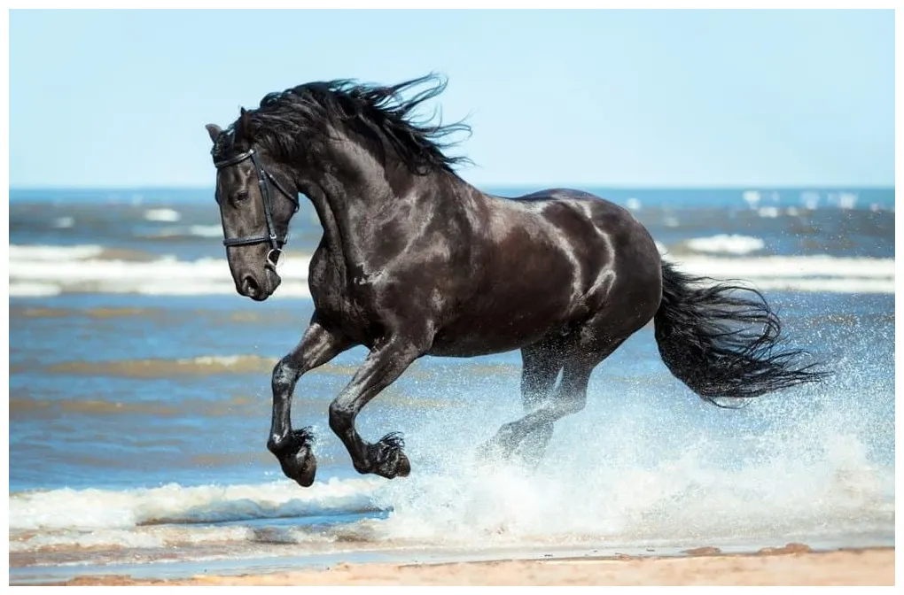 Horse animal facts equus caballus a-z animals