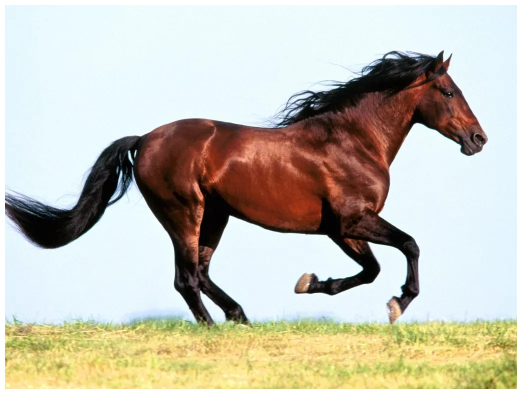 Funny pictures gallery horse pictures, facts about horses, all about