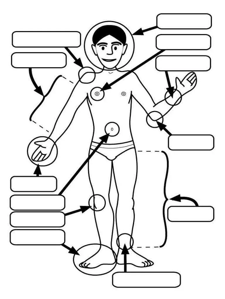 Human Body coloring pages