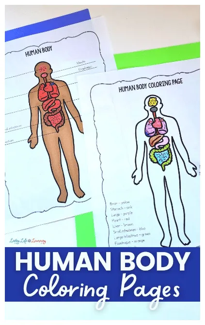 Human Body Coloring Pages | Free Homeschool Deals