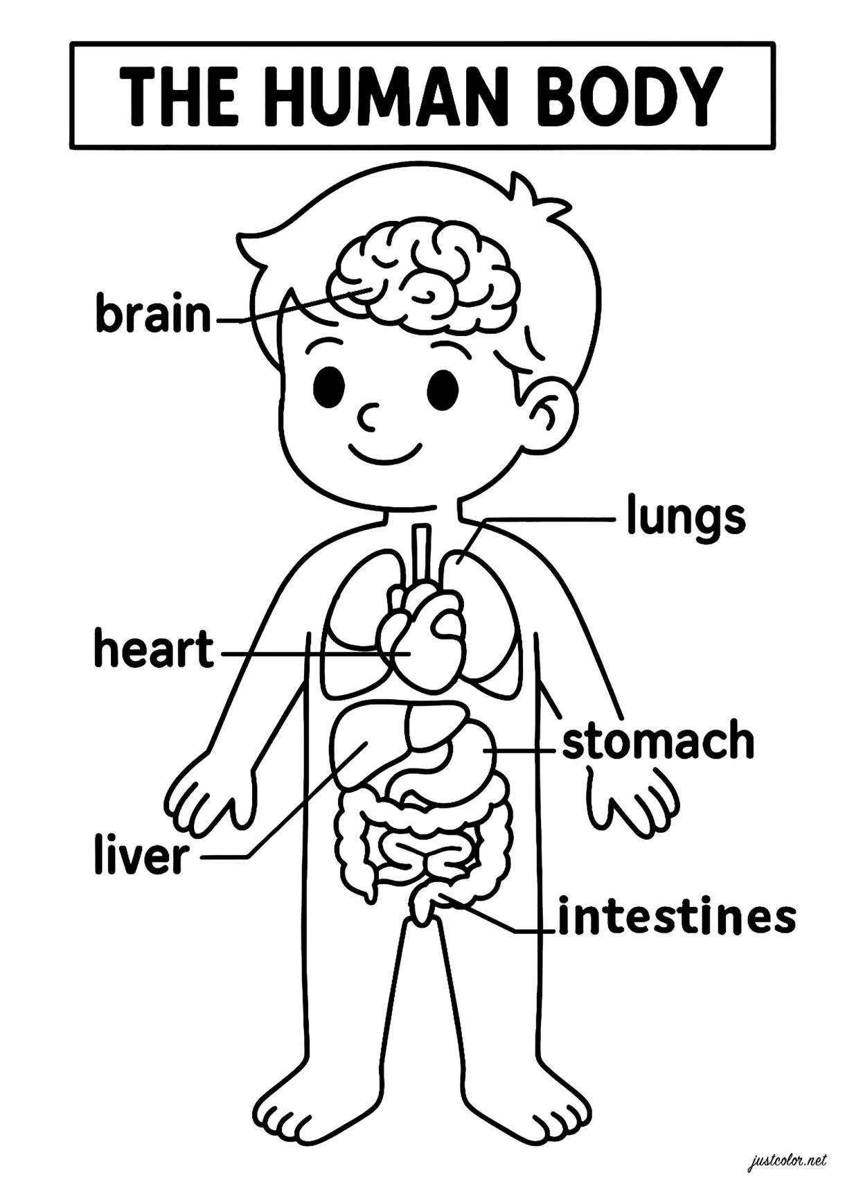 Discover the main organs of the human body - Human body Coloring Pages
