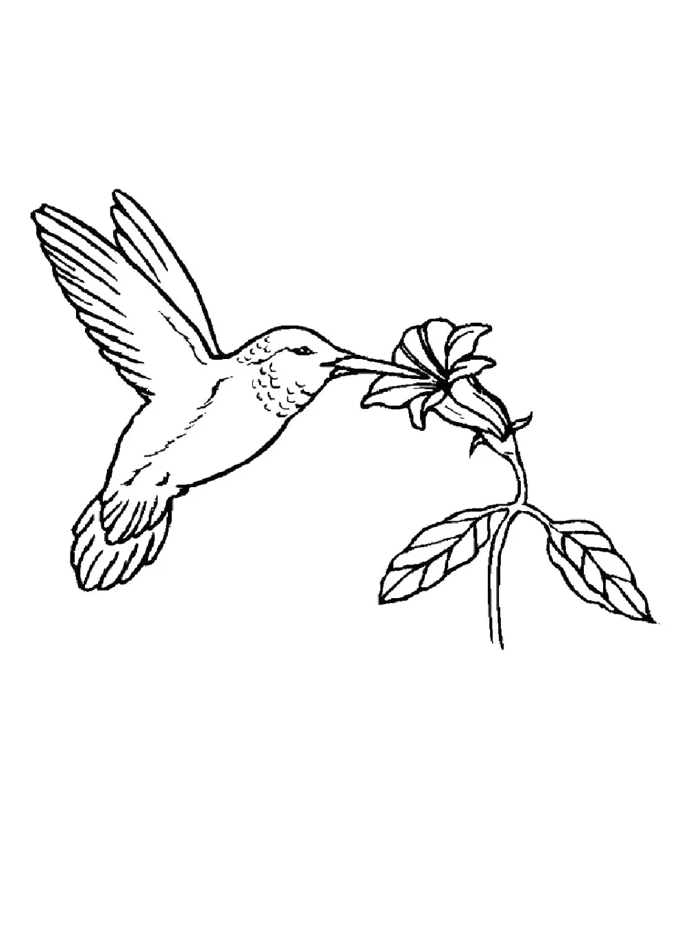 Hummingbird coloring page