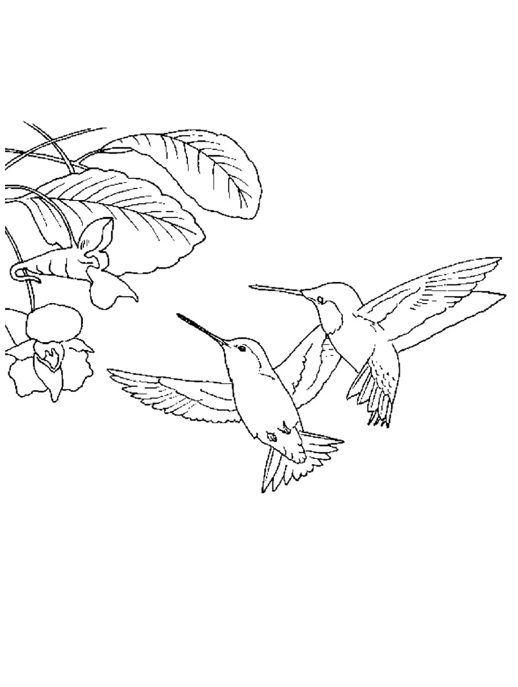 Hummingbird coloring page