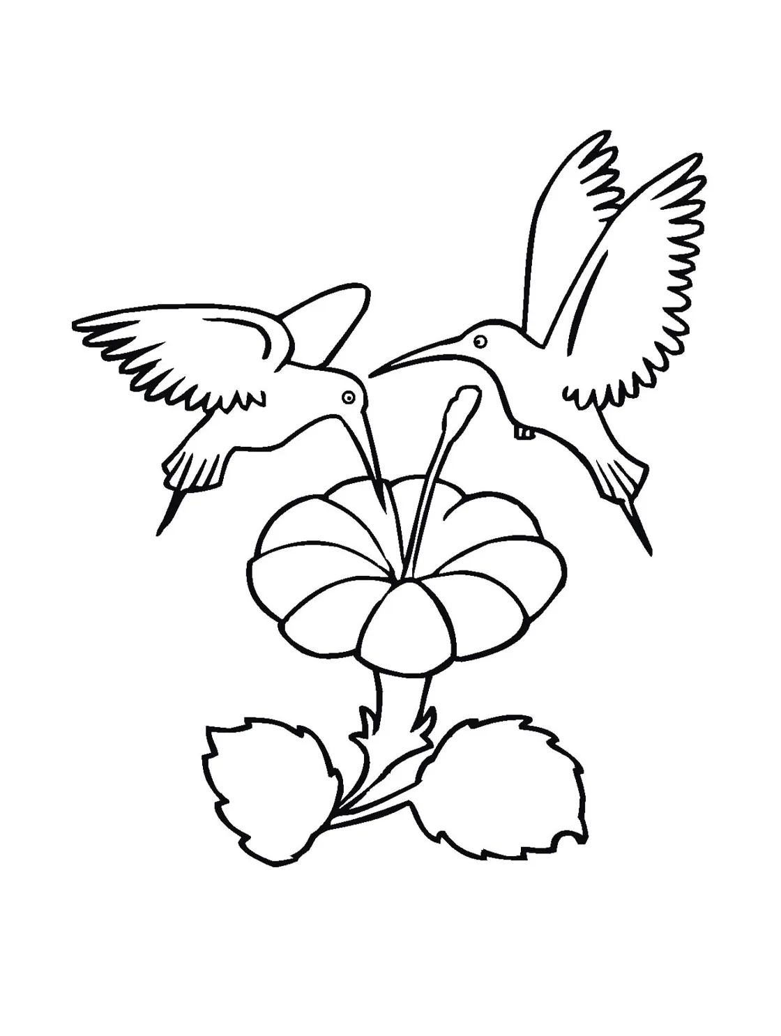 Hummingbird coloring page