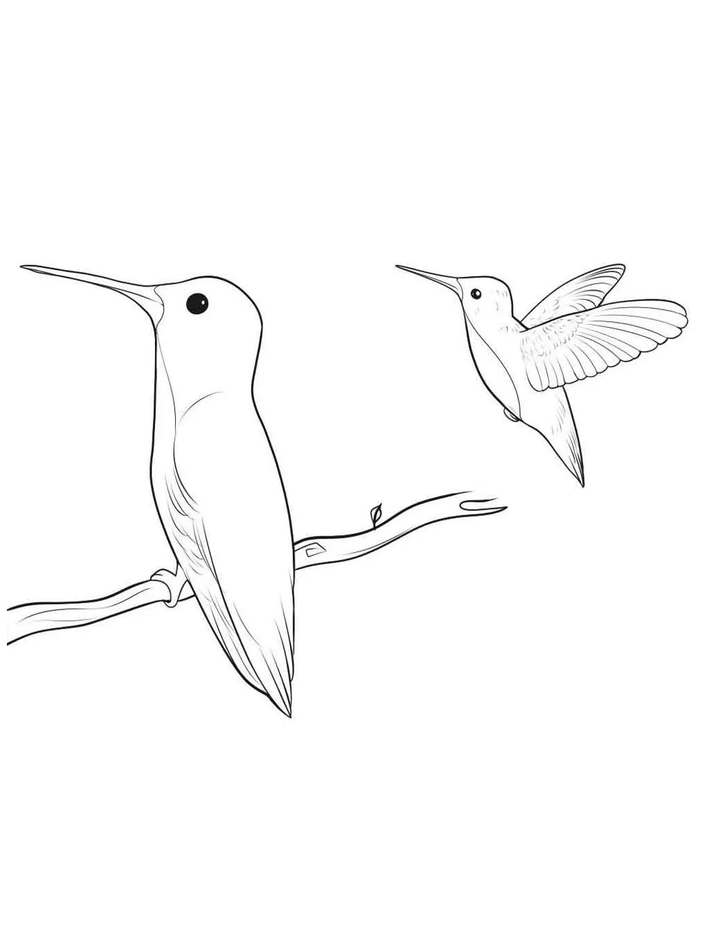 Hummingbird coloring page