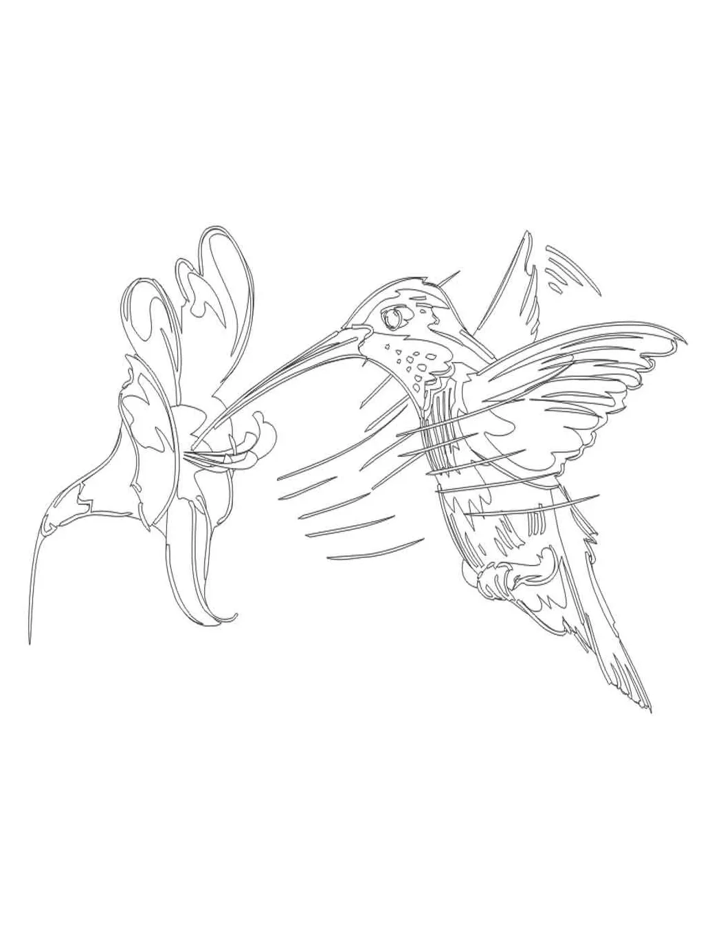 Hummingbird coloring page