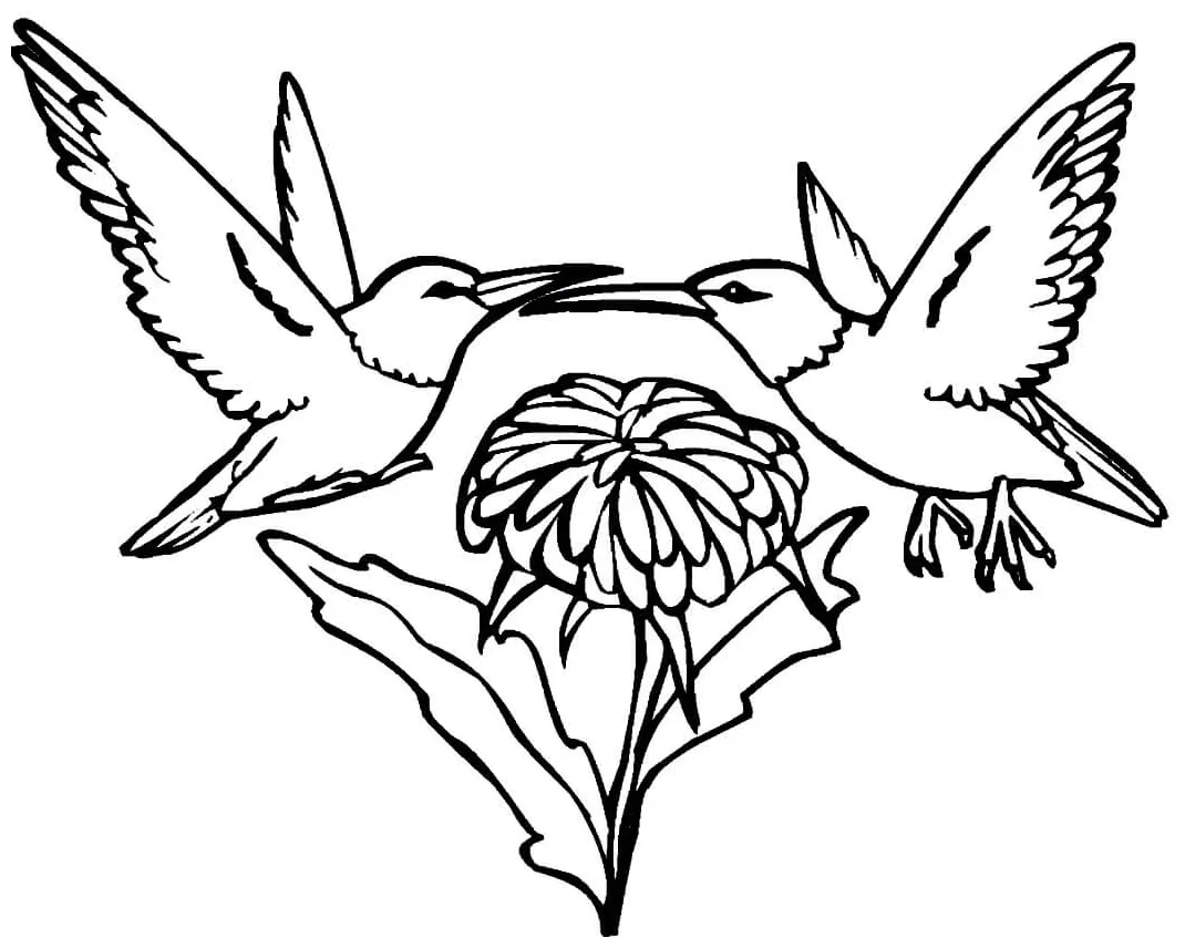 Hummingbird coloring pages printable coloring pages. free