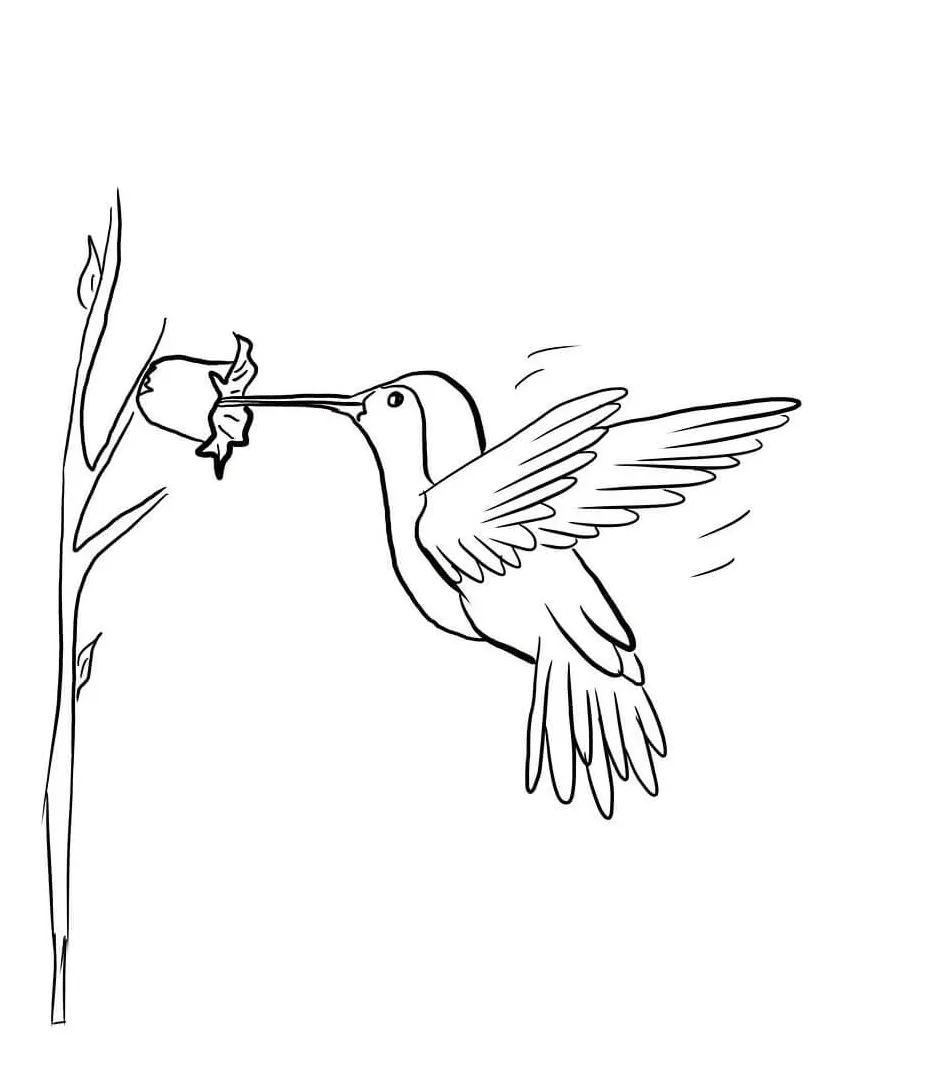 Hummingbird coloring pages printable coloring pages. free