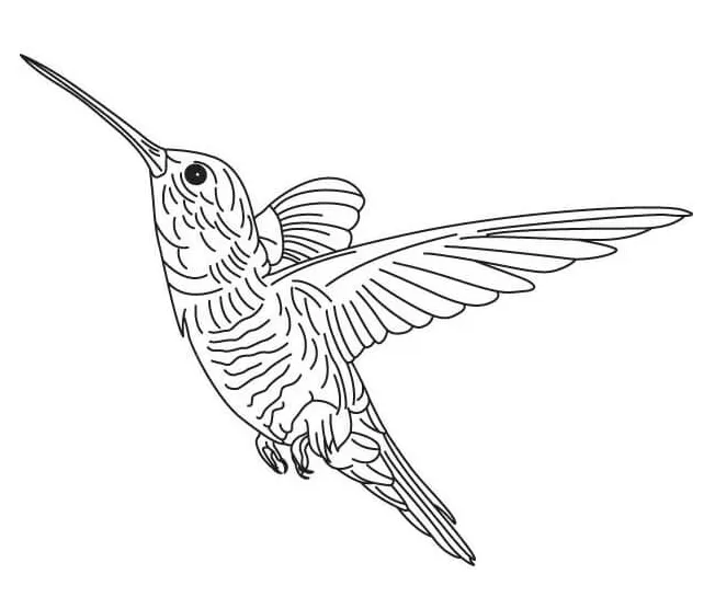 Hummingbird coloring pages printable coloring pages. free