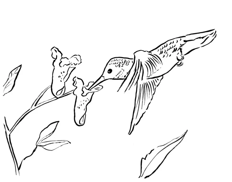 Hummingbird coloring page printable coloring page